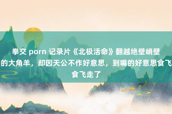 拳交 porn 记录片《北极活命》翻越绝壁峭壁追寻的大角羊，却因天公不作好意思，到嘴的好意思食飞走了